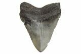 Fossil Megalodon Tooth - South Carolina #214722-1